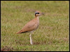 Click here to enter gallery and see photos of Cream-coloured Courser
