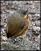moustached_antpitta_25324