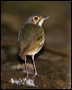 Click here to enter gallery and see photos/pictures/images of Streak-chested Antpitta