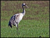Click here to enter gallery and see photos of Common Crane