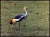 Click here to enter gallery and see photos of Grey-crowned Crane