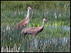 Click here to enter gallery and see photos of Sandhill Crane