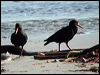 Click here to enter gallery and see photos of African Oystercatcher