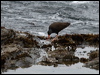 Click here to enter gallery and see photos of Black Oystercatcher