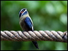 Click here to enter gallery and see photos of: Grey-rumped and Whiskered Treeswift