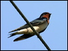 Click here to enter Barn Swallow gallery