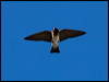 cliff_swallow_67104