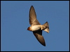 Click here to enter Cliff Swallow gallery