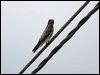 Click here to enter Northern Rough-winged Swallow gallery