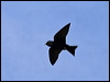 Click here to enter Purple Martin gallery
