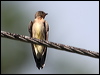 Click here to enter Southern Rough-winged Swallow gallery