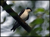 Click here to enter Tree Swallow gallery