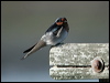 welcome_swallow_02011