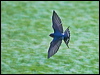 Click here to enter gallery and see photos of: Mangrove, Blue and White, White-backed, Tree, White-winged, Violet-green, Northern Rough-winged, Southern Rough-winged, Barn, Pacific, Welcome, Wire-tailed, Red-rumped, Striated and Cliff Swallows; Purple, Caribbean, Grey-breasted, Rock, Tree, Fairy and Northern House Martins.