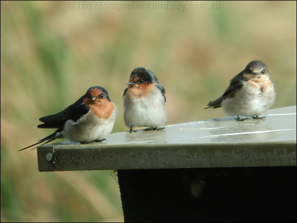 Welcome Swallow welcome_swallow_01017.jpg