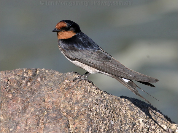 Welcome Swallow welcome_swallow_10797.jpg