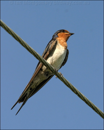 Welcome Swallow welcome_swallow_12725.jpg