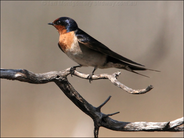 Welcome Swallow welcome_swallow_58913.jpg