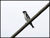 white_winged_swallow_22766