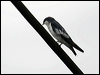 white_winged_swallow_22878