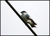 white_winged_swallow_24100