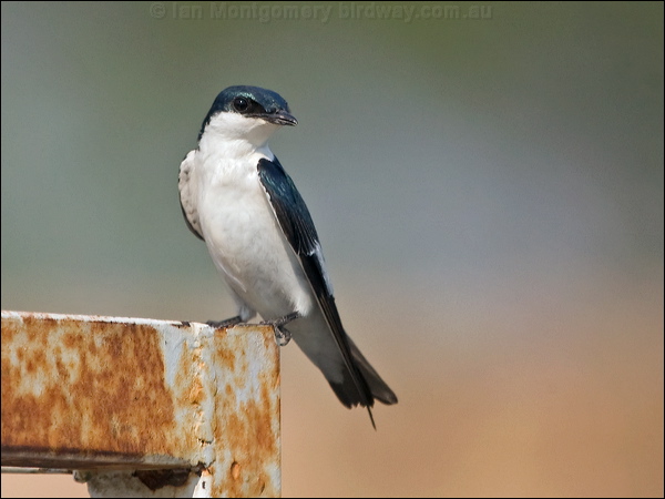 White-winged Swallow white_wing_swallow_202994.psd