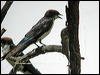 wire_tailed_swallow_19797