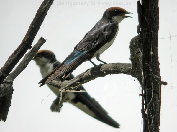 Wire-tailed Swallow wire_tailed_swallow_19796.jpg