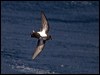 Click here to enter gallery and see photos of: Wilson's, Grey-backed and Black-bellied Storm-Petrel