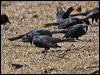 Click here to enter gallery and see photos/pictures/images of Austral Blackbird