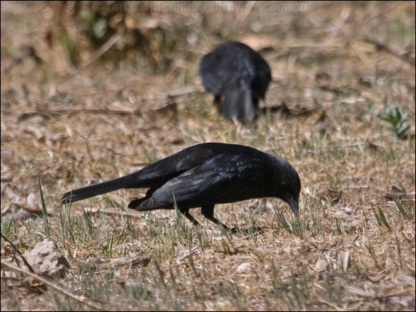 Austral Blackbird austral_blackbird_207130.psd
