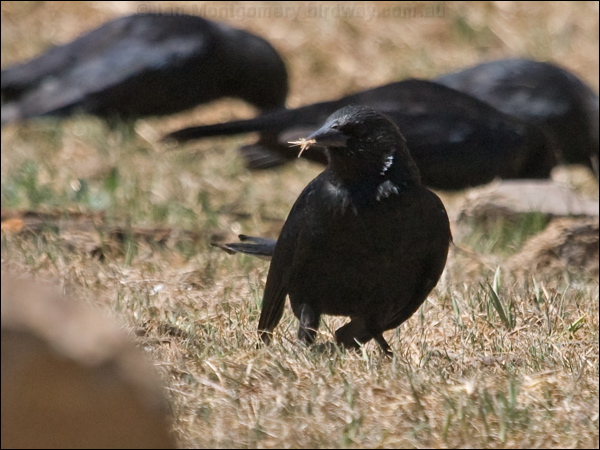 Austral Blackbird austral_blackbird_207140.psd