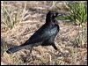 Click here to enter gallery and see photos/pictures/images of Brewer's Blackbird