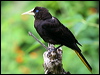 Click here to enter gallery and see photos/pictures/images of Crested Oropendola