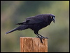 Click here to enter gallery and see photos/pictures/images of Giant Cowbird