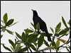 Click here to enter gallery and see photos/pictures/images of Great-tailed Grackle