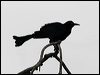 great_tailed_grackle_27243