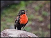 Click here to enter gallery and see photos/pictures/images of Long-tailed Meadowlark