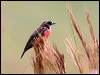 Click here to enter gallery and see photos/pictures/images of Red-breasted Blackbird