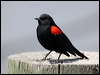 Click here to enter gallery and see photos/pictures/images of Red-winged Blackbird