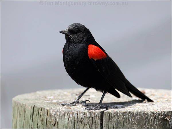 Red-winged Blackbird red_wing_blackbird_66184.psd