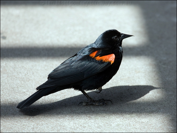 Red-winged Blackbird red_wing_blackbird_66308.jpg