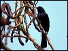 Click here to enter gallery and see photos/pictures/images of Scrub Blackbird