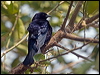 Click here to enter gallery and see photos/pictures/images of Shiny Cowbird