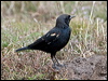 Click here to enter gallery and see photos/pictures/images of Tricolored Blackbird