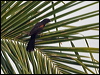 Click here to enter gallery and see photos/pictures/images of Variable Oriole