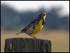 Click here to enter gallery and see photos/pictures/images of Western Meadowlark