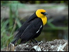 Click here to enter gallery and see photos/pictures/images of Yellow-headed Blackbird