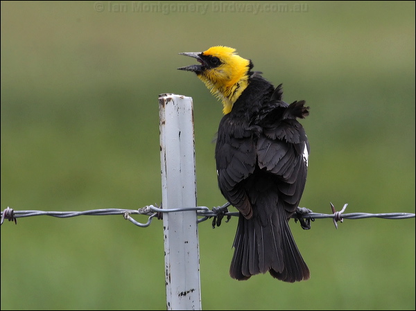 Yellow-headed Blackbird yellowhead_blackbird_67966.psd