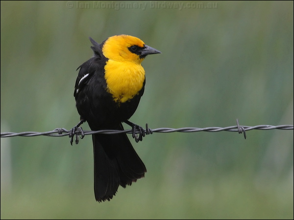 Yellow-headed Blackbird yellowhead_blackbird_67969.psd